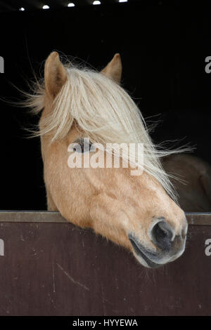 L'Islande, à la mare de couleur isabell curieusement d'un fort cheval, poney race Islande (Equus przewalskii f. Caballus) Banque D'Images