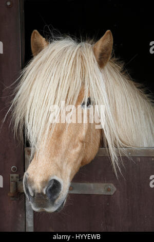 L'Islande, à la mare de couleur isabell curieusement d'un fort cheval, poney race Islande (Equus przewalskii f. Caballus) Banque D'Images