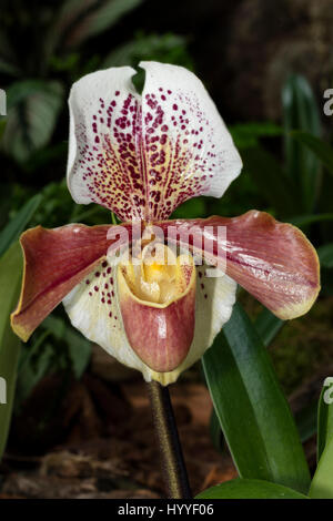 Sabot de Vénus (Paphiopedilum), la floraison Banque D'Images