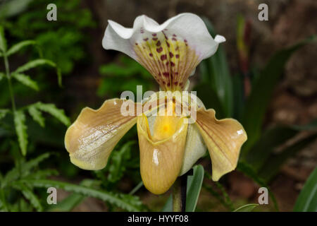 Sabot de Vénus (Paphiopedilum), la floraison Banque D'Images