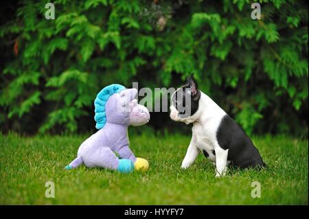 Boston Terrier Puppy Banque D'Images