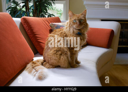 Une maison d'orange chat assis sur un fauteuil en cuir moderne. Banque D'Images