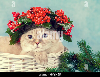 Portrait de chat avec green couronne de Noël avec des décorations rouges sur la tête Banque D'Images