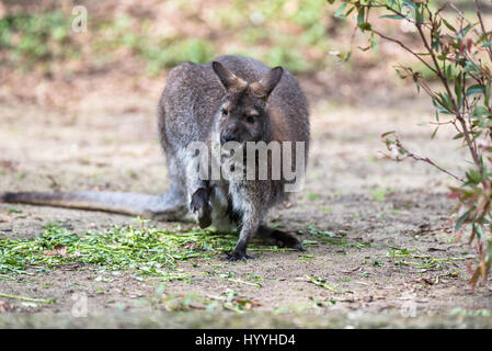 Kangourou arboricole australienne de manger et sauter autour de Banque D'Images