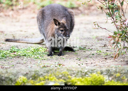 Kangourou arboricole australienne de manger et sauter autour de Banque D'Images