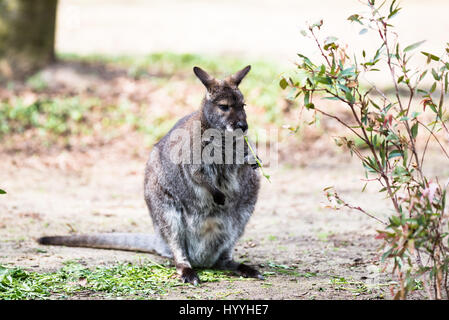 Kangourou arboricole australienne de manger et sauter autour de Banque D'Images