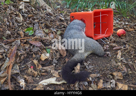 La conservation en Nouvelle Zélande - dead brushtail possum dans un buisson piège contre les ravageurs Banque D'Images