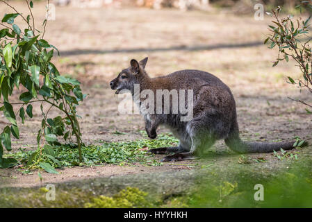 Kangourou arboricole australienne de manger et sauter autour de Banque D'Images