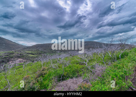 Une vue d'une chaîne de montagnes lointaines avec bush land au premier plan parsemée d'arbres et les brindilles sèches avec un ciel rempli de nuages orageux Banque D'Images