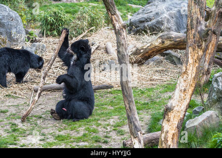 L'ours noir d'oursons combats et de jouer les uns avec les autres Banque D'Images