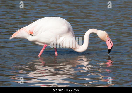 Le grand Flamingo (roses Phoenicopterus) se nourrissant dans un milieu humide salin de Camargue Banque D'Images