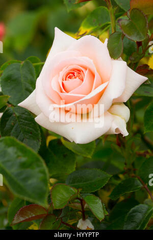 Penny Lane rose, roses anciennes, St Paul, Oregon Banque D'Images