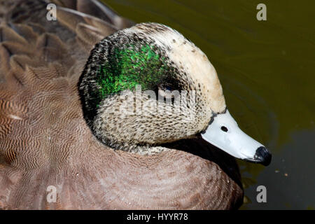 Le Canard d'élevage de canards mâles - Anas americana Banque D'Images