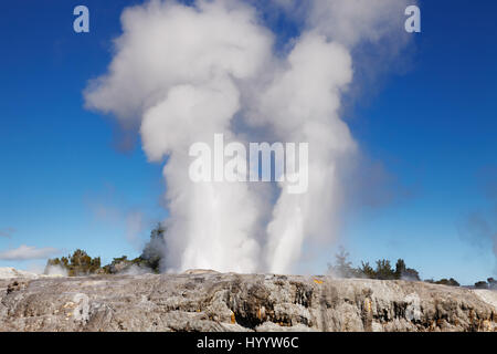 Pohutu geyser, la vallée thermale de Whakarewarewa, Rotorua, Nouvelle-Zélande Banque D'Images