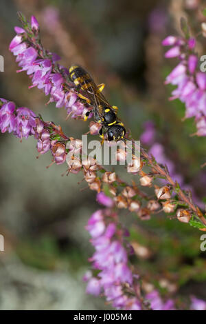 Kotwespe Grabwespe, Mellinus arvensis, champ, digger wasp Banque D'Images