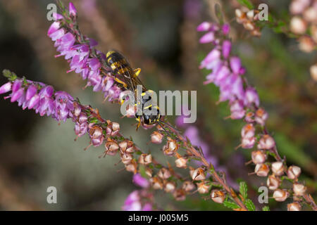 Kotwespe Grabwespe, Mellinus arvensis, champ, digger wasp Banque D'Images