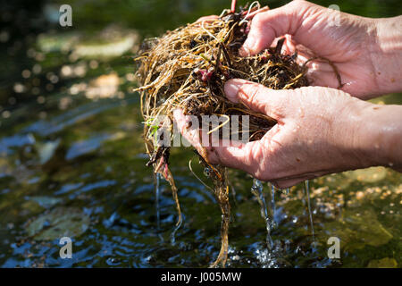 Nelkenwurz-Wurzel Nelkenwurz-Wurzeln, werden im Wasser, ausgespült, gewaschen, Ernte, Kräuter sammeln, Wurzel, Wurzel, Wurzeln von La Société Nelkenwurz, Banque D'Images