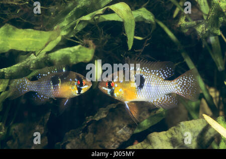 Südamerikanischer Schmetterlingsbuntbarsch Schmetterlings-Buntbarsch Schmetterlings-Zwergbuntbarsch,,, Ramirezi, Mikrogeophagus ramirezi, Microgeophag Banque D'Images