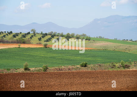Dans les collines et la campagne de la région Calabre en Italie (Parc National de Sila) Banque D'Images