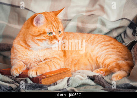 Un beau rouge Cute cat allongé sur un vieux livre. Banque D'Images
