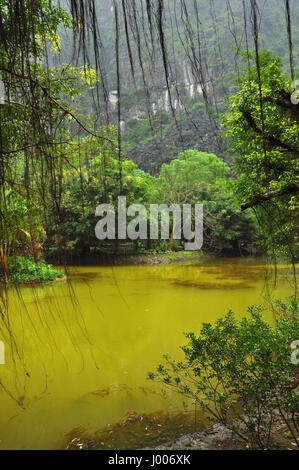 Petit étang dans la jungle. Ninh Binh, Vietnam Banque D'Images