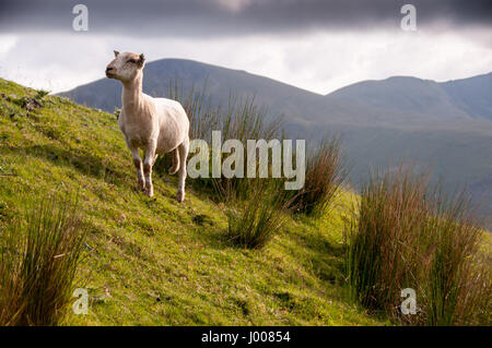 Un mouton fait paître sur les pentes herbeuses de Snowdon Mountain dans le parc national de Snowdonia, le Pays de Galles. Banque D'Images