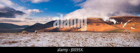 Un mouton dans un champ couvert de neige sur la montagne de Latrigg avec Skiddaw, derrière mountian, dans le lake district. Banque D'Images