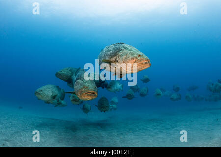 Le mérou Epinephelus itajara goliath atlantique ou de frai Jewfish Banque D'Images