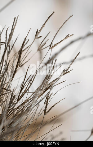 Composition macro d'une touffe d'herbe sèche Banque D'Images