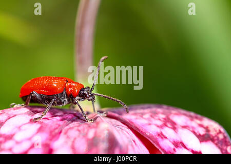 Leeds, Yorkshire, UK. Le 08 Avr, 2017. Un jour chaud et ensoleillé à Leeds, Yorkshire attiré une comparution du jardin la lutte antiparasitaire Scarlet Lily Beetle. (Lilioceris lilii) Le scarabée de couleurs vives est un cauchemar pour les jardiniers qui cultivent des fleurs comme les serpents Head Fritillary c'est le rôle principal est de nourrir de ces délicates fleurs. Prise sur le 8 avril 2017 à Leeds, Yorkshire. Crédit : Andrew Gardner/Alamy Live News Banque D'Images