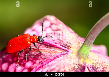 Leeds, Yorkshire, UK. Le 08 Avr, 2017. Un jour chaud et ensoleillé à Leeds, Yorkshire attiré une comparution du jardin la lutte antiparasitaire Scarlet Lily Beetle. (Lilioceris lilii) Le scarabée de couleurs vives est un cauchemar pour les jardiniers qui cultivent des fleurs comme les serpents Head Fritillary c'est le rôle principal est de nourrir de ces délicates fleurs. Prise sur le 8 avril 2017 à Leeds, Yorkshire. Crédit : Andrew Gardner/Alamy Live News Banque D'Images