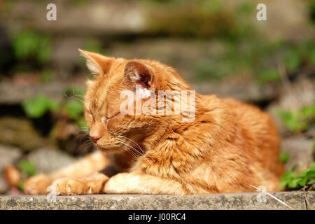 La mollesse sex gingembre cat prend-il facile avec une longue sieste de l'après-midi dans la chaleur du soleil. Les températures locales atteint 18c dans le Herefordshire rurales cet après-midi, avril 2017. Banque D'Images