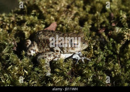 Crapaud commun, Bufo bufo, highlands, Ecosse Banque D'Images