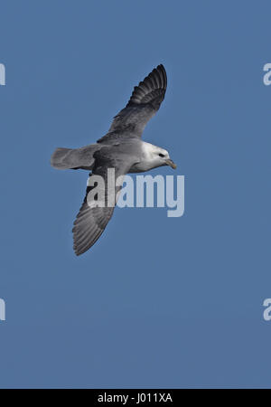 Fulmaris glacialis Fulmar;;en vol;whaligoe;caithness;Ecosse Banque D'Images