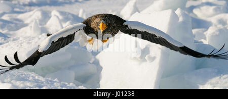 L'aigle de mer de Steller en vol au-dessus de la banquise du détroit de Nemuro quelques miles au nord-est de Rausu sur Hokkaido, Japon. Banque D'Images