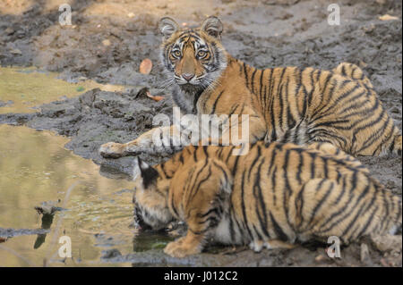 Des tigres sauvages eau potable d'un petit étang dans le parc national de Ranthambhore de l'Inde Banque D'Images