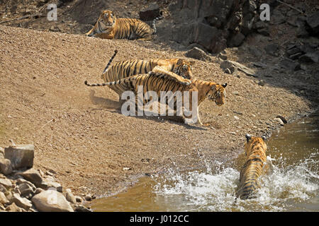 Une famille de tigres, maman avec ses trois oursons sub-adultes de se rafraîchir dans un trou d'eau au cours de l'été chaud et sec dans la réserve de tigres de Ranthambhore de J Banque D'Images