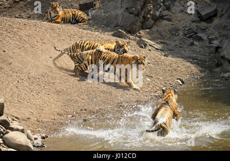 Une famille de tigres, maman avec ses trois oursons sub-adultes de se rafraîchir dans un trou d'eau au cours de l'été chaud et sec dans la réserve de tigres de Ranthambhore de J Banque D'Images