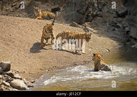 Une famille de tigres, maman avec ses trois oursons sub-adultes de se rafraîchir dans un trou d'eau au cours de l'été chaud et sec dans la réserve de tigres de Ranthambhore de J Banque D'Images