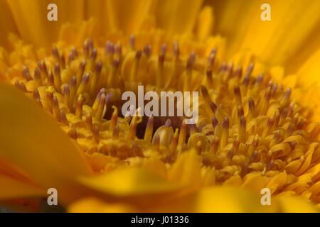 Macro de fleur Gerbera Jaune avec du pollen, des étamines et des stigmates sur voir Banque D'Images