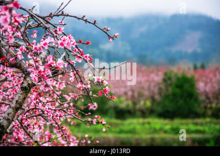 Fleurs de pêchers en fleurs au printemps closrup Banque D'Images