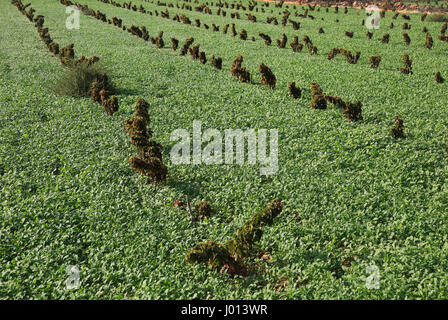 Les terres agricoles de la vallée des vignes à Lliber, Marina Alta, province d'Alicante, Espagne Banque D'Images