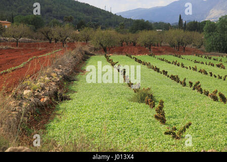 Les terres agricoles de la vallée rouge avec sol terra rosa, Lliber, Marina Alta, province d'Alicante, Espagne Banque D'Images