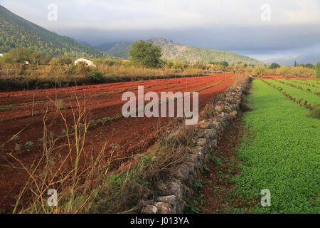 Les terres agricoles de la vallée rouge avec sol terra rosa, Lliber, Marina Alta, province d'Alicante, Espagne Banque D'Images