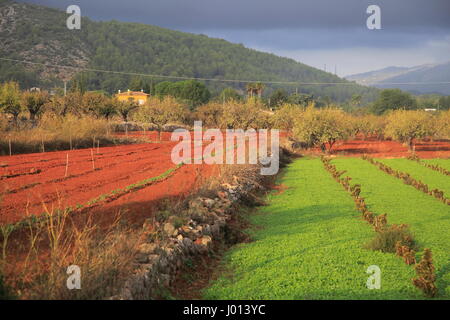 Les terres agricoles de la vallée rouge avec sol terra rosa, Lliber, Marina Alta, province d'Alicante, Espagne Banque D'Images