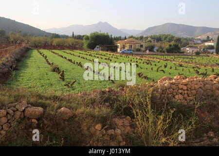 Les terres agricoles de la vallée rouge avec sol terra rosa, Lliber, Marina Alta, province d'Alicante, Espagne Banque D'Images