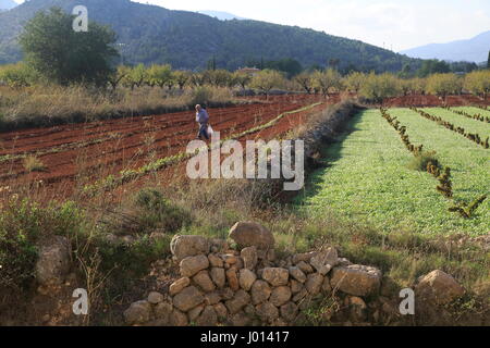 Les terres agricoles de la vallée rouge avec sol terra rosa, Lliber, Marina Alta, province d'Alicante, Espagne Banque D'Images