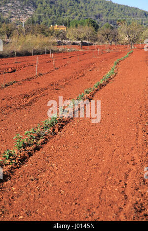 Les terres agricoles de la vallée rouge avec sol terra rosa, Lliber, Marina Alta, province d'Alicante, Espagne Banque D'Images