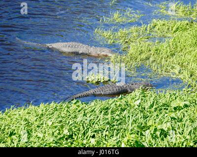 Deux grands alligators américains rôdant près du bord d'Alachua Lac avec de l'eau bleu et clair de la végétation verte. Paynes Prairie, Gainesville, FL USA Banque D'Images