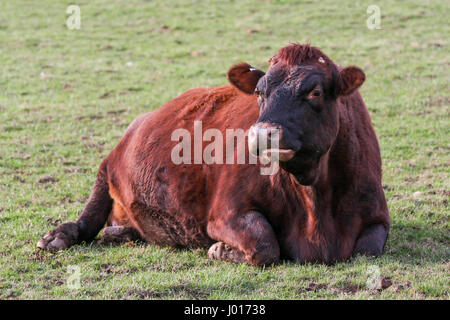 Vache brune enceinte couché dehors dans l'herbe sur un terrain les agriculteurs anglais ferme. Banque D'Images